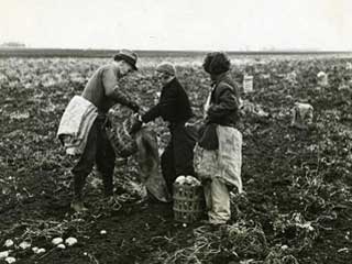 Workers in a Minnesota potato field. Loc. no. SA4.54 p8 