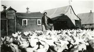 Victoria Sherman with her flock of chickens, ca. 1943-1944.