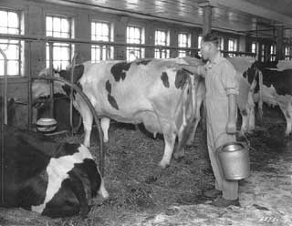 Dairy barn interior, Lake Elmo, 1927. 