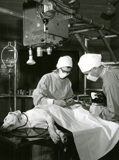 Bee Wolf Hanlon and Delbert Carlson in surgery, 1954.