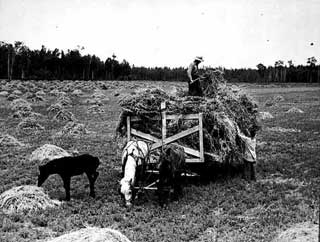 Haying near Blackduck, 1937.