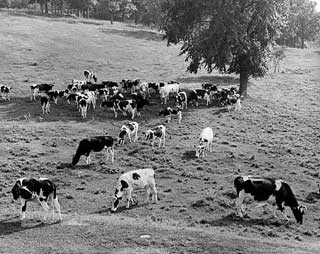 Photo: Holstein herd on typical Minnesota dairy farm, 1938. 