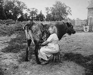 Photo: Mrs. Magnus Johnson milking a cow on Johnson farm, Kingston Township, Meeker County, 1923.