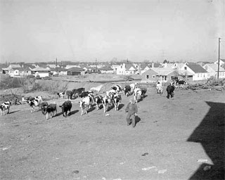 Photo: View of housing development near John Tierney farm, Sixty Second Street and Penn Avenue South, Richfield, 1954.
