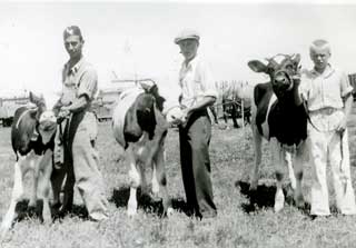 Melfred Roragen, Chester Morvig and Paul Gredvig with dairy calves, 1934.