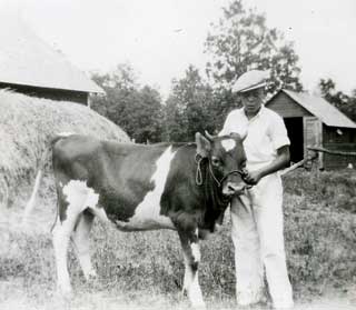 Harold Seddy with his first year Guernsey calf, 1933.