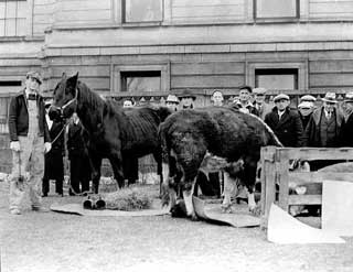 Starving cow and horse were brought by farmers to the State Capitol to dramatize their demands for relief, 1935.
