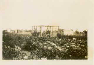 Grape arbor amid zinnias, Dean farm, 1930s. 